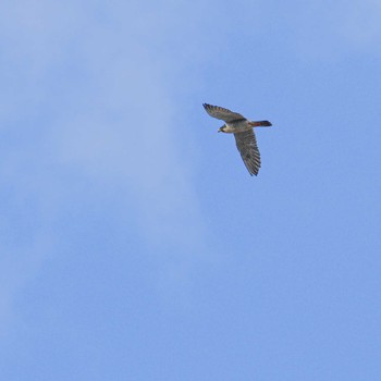 2024年2月1日(木) 北上川の野鳥観察記録