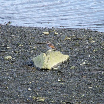 Dusky Thrush 北上川 Thu, 2/1/2024