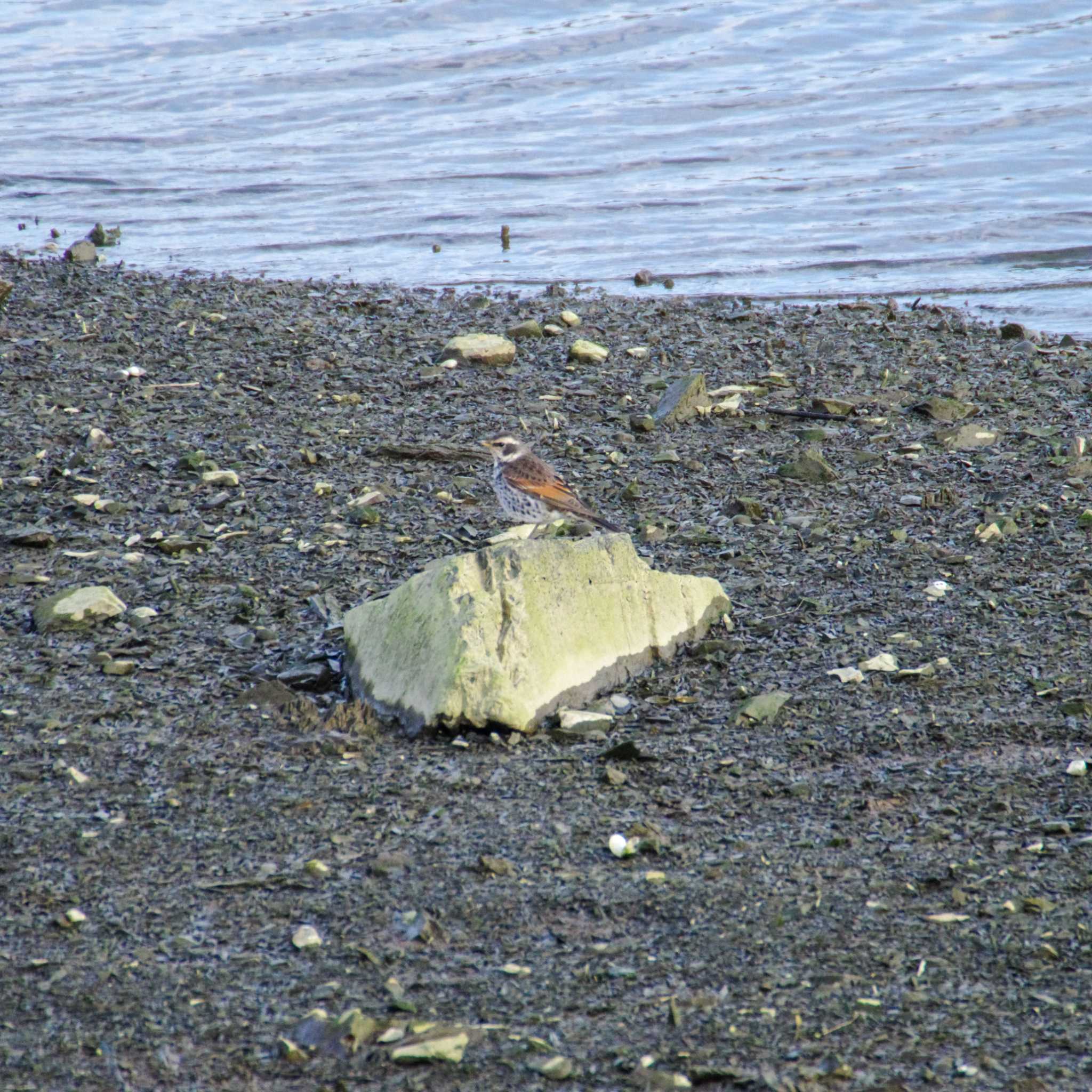 Dusky Thrush