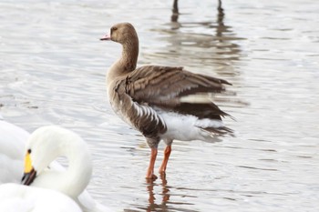 Greater White-fronted Goose 夏目の堰 (八丁堰) Wed, 1/31/2024