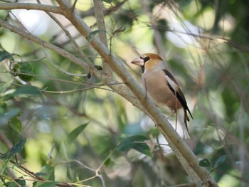 Hawfinch Omiya Park Tue, 1/30/2024