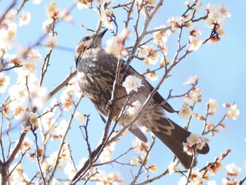 Brown-eared Bulbul Omiya Park Tue, 1/30/2024