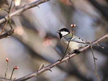 シジュウカラ 大宮公園 2024年1月30日(火)