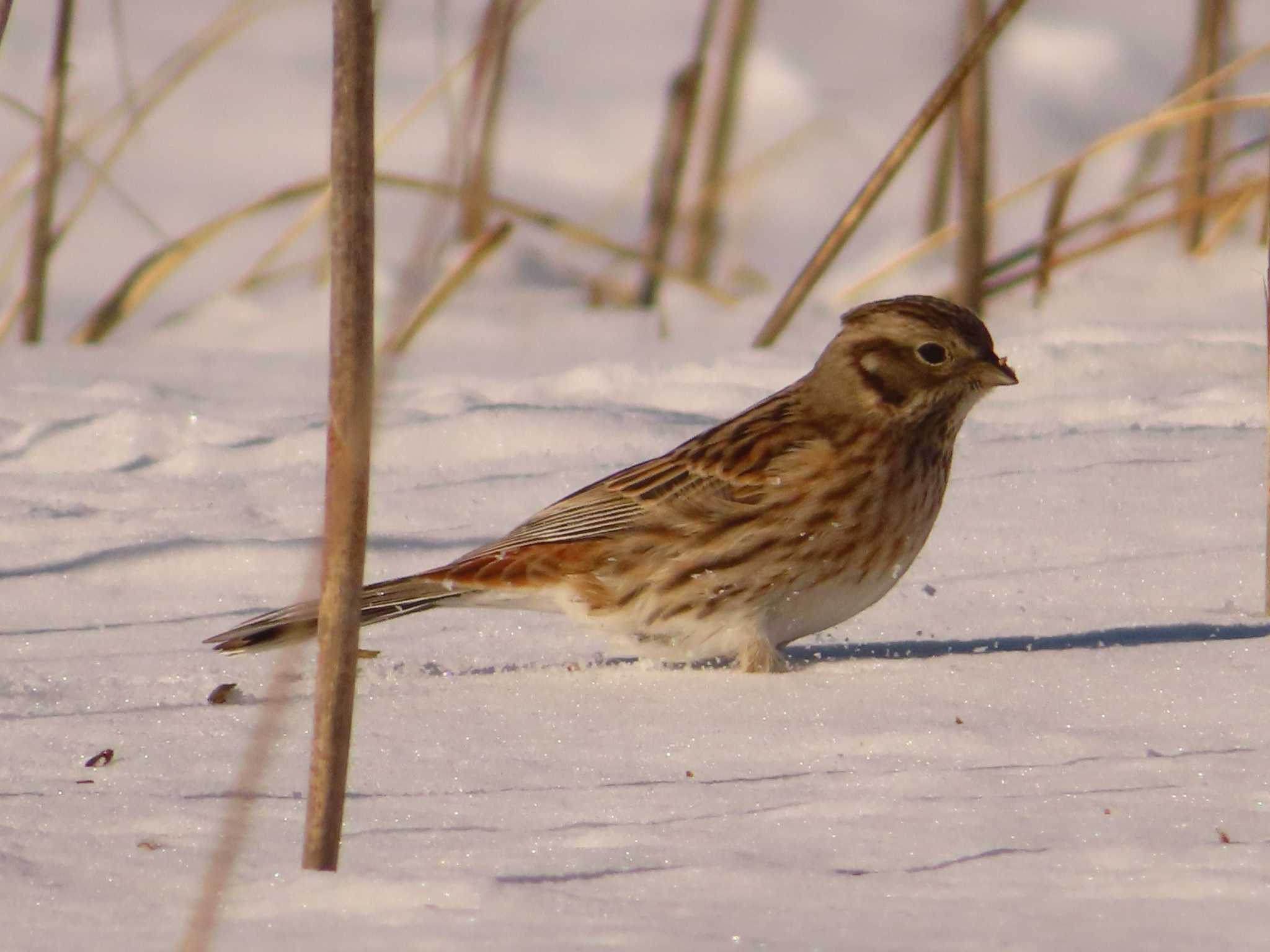 Photo of Pine Bunting at 鵡川河口 by ゆ