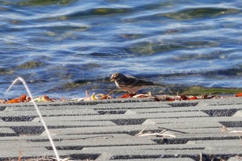 Water Pipit Unknown Spots Thu, 11/15/2018