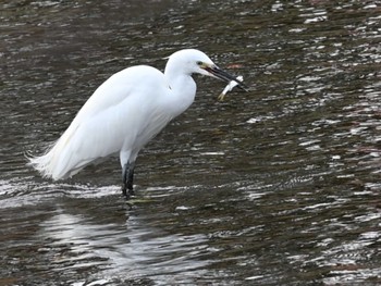 Little Egret 江津湖 Fri, 2/2/2024