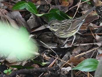 Masked Bunting 江津湖 Fri, 2/2/2024