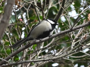 Japanese Tit 江津湖 Fri, 2/2/2024