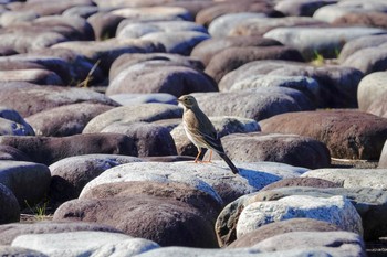 Water Pipit Unknown Spots Thu, 11/15/2018