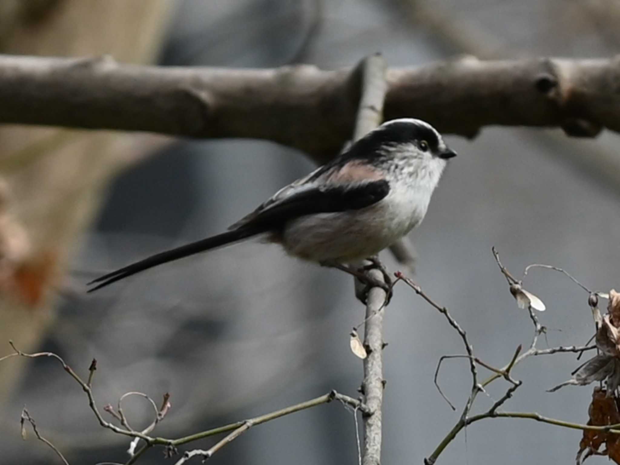 Photo of Long-tailed Tit at 江津湖 by jo6ehm