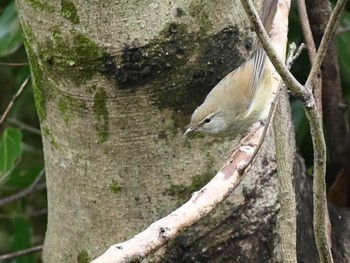 Japanese Bush Warbler 江津湖 Fri, 2/2/2024