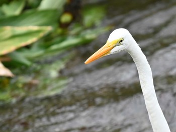 Great Egret 江津湖 Fri, 2/2/2024