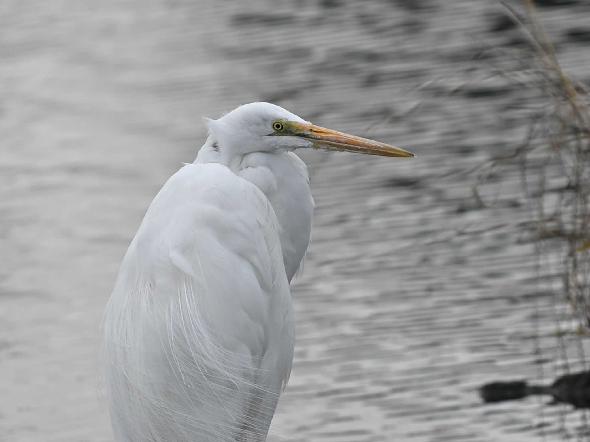 江津湖 チュウサギの写真 by jo6ehm