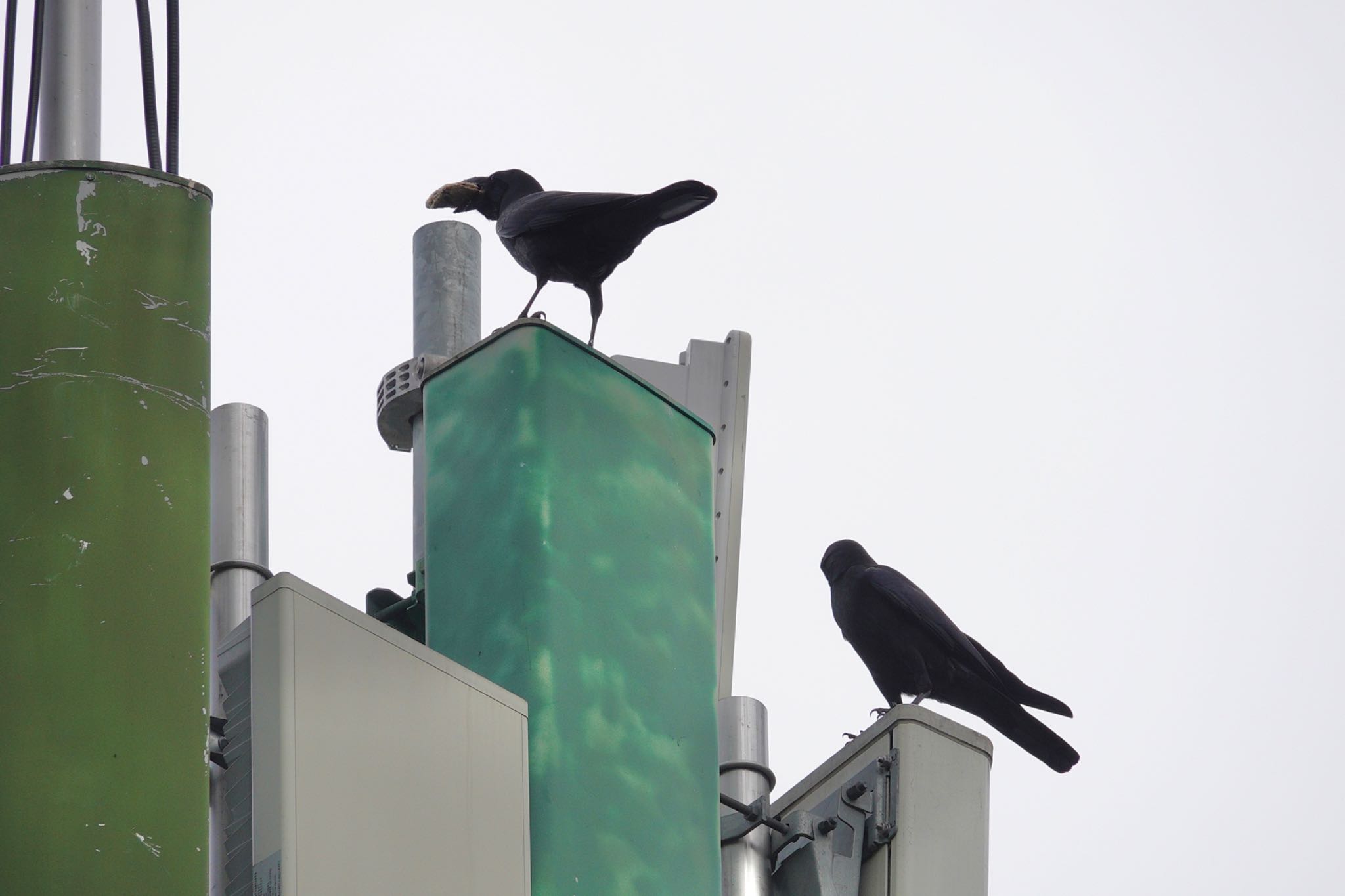 Large-billed Crow