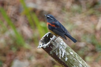 Collared Bush Robin 阿里山国家森林遊楽区 Sun, 1/21/2024