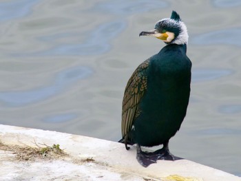 Fri, 2/2/2024 Birding report at 境川遊水地公園