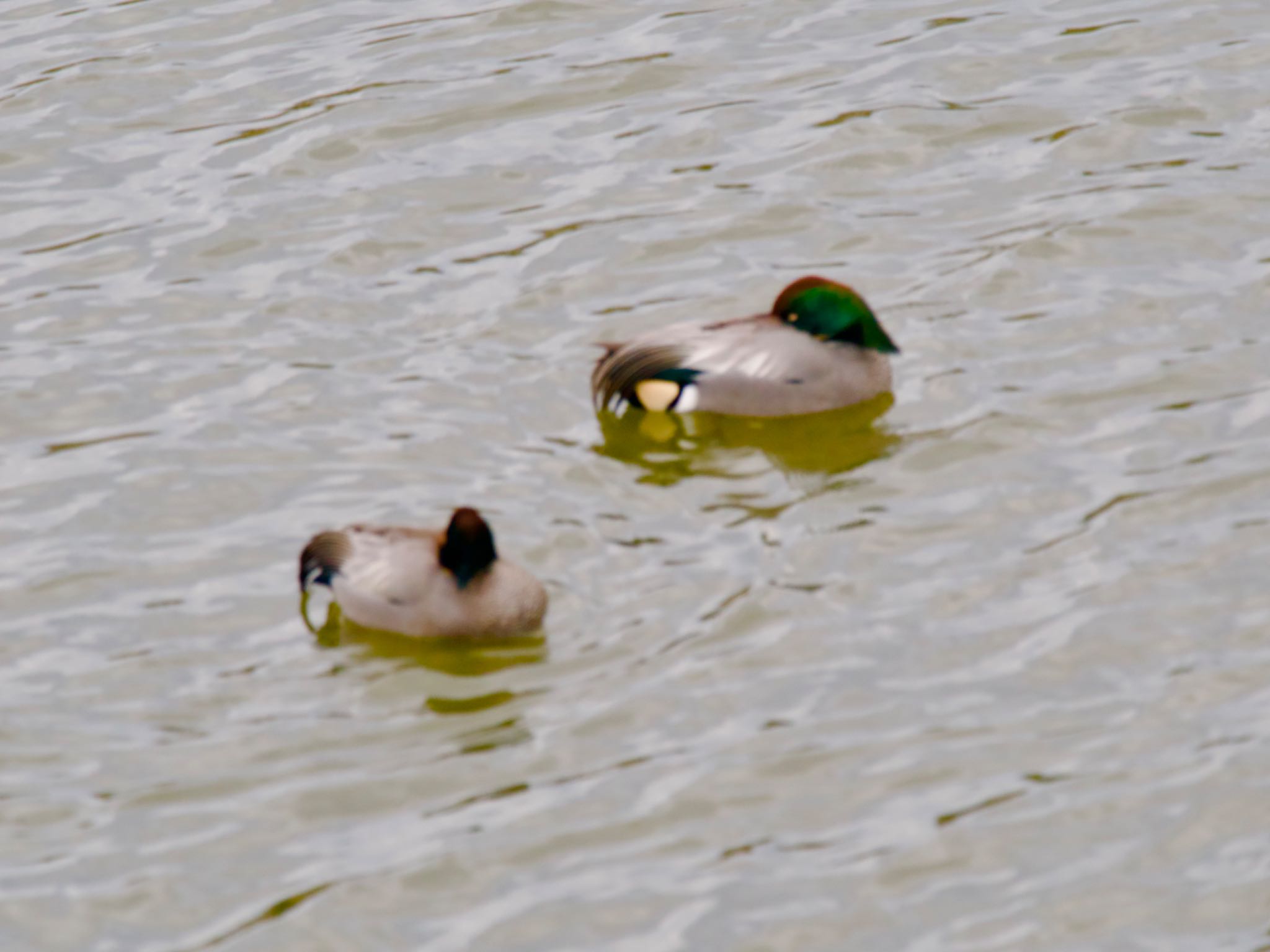 Falcated Duck