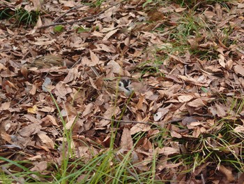 Eurasian Tree Sparrow Hibiya Park Fri, 2/2/2024