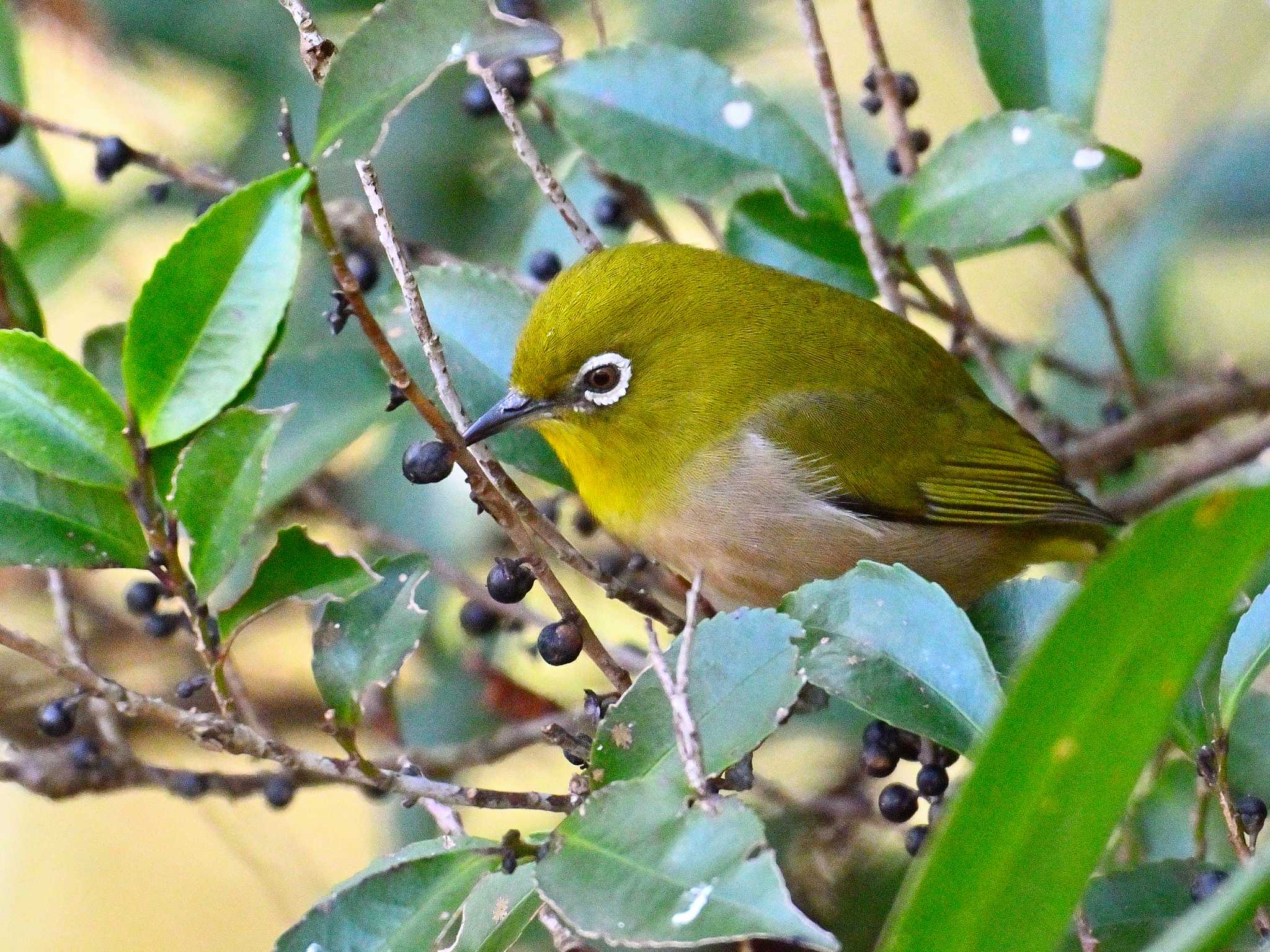 Warbling White-eye