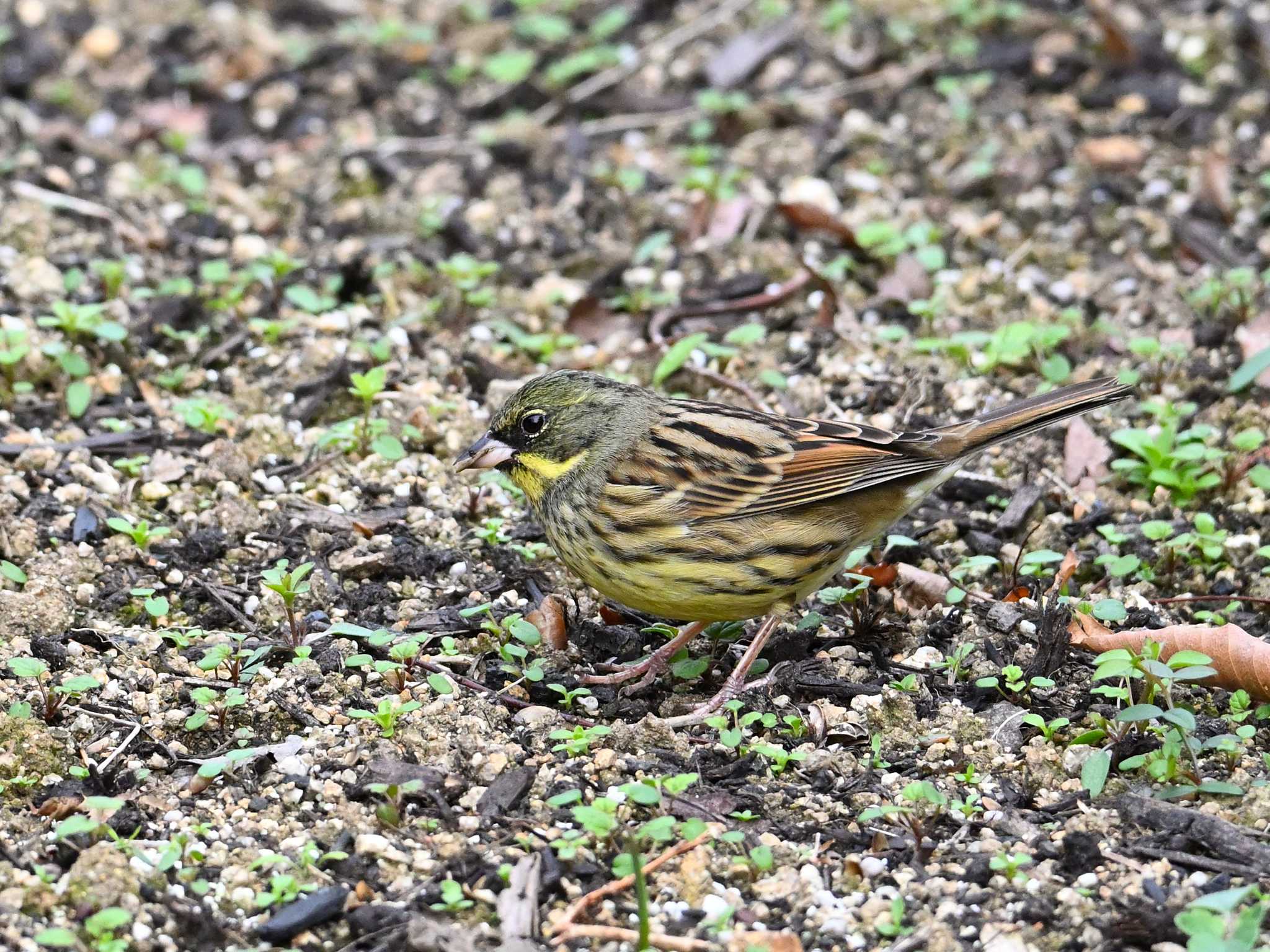 Masked Bunting