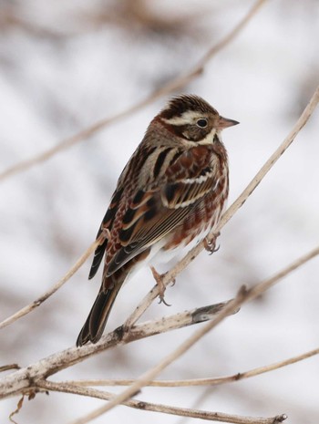 Rustic Bunting 滋賀県湖北 Sun, 1/28/2024