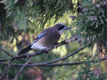 Eurasian Jay Kodomo Shizen Park Wed, 1/31/2024