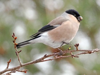 Eurasian Bullfinch(rosacea) 泉ヶ岳 Fri, 2/2/2024