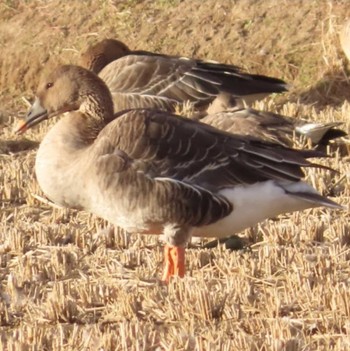 Tundra Bean Goose Izunuma Sat, 11/25/2023