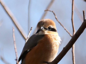 Bull-headed Shrike 麻機遊水地 Mon, 1/29/2024