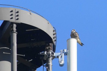 ウスハヤブサ 群馬県館林市 2024年1月16日(火)