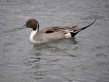 2024年2月1日(木) 谷津干潟の野鳥観察記録