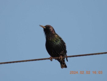 Common Starling 愛知県愛西市 Fri, 2/2/2024