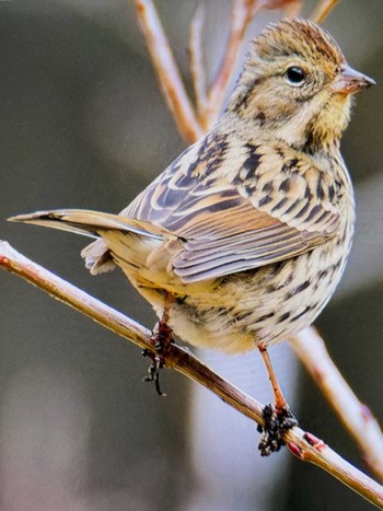 2024年2月2日(金) 大町自然観察園の野鳥観察記録