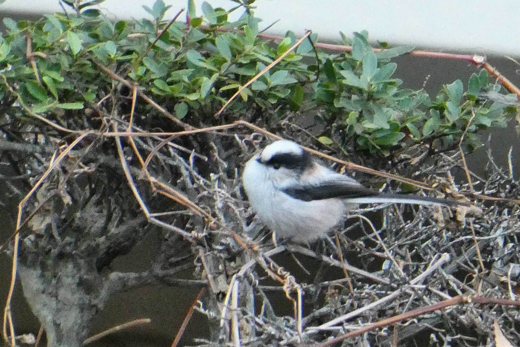 Photo of Long-tailed Tit at 東京都北区 by Kirin-Kita