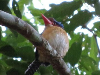 Banded Kingfisher ベトナム Mon, 2/29/2016