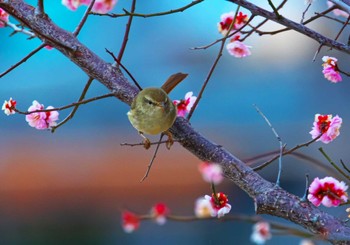 2024年2月2日(金) 東京都の野鳥観察記録