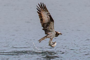 Osprey 島田川河口(山口県) Fri, 2/2/2024