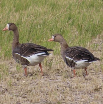 Greater White-fronted Goose Izunuma Sat, 11/25/2023