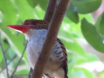 Banded Kingfisher ベトナム Mon, 2/29/2016