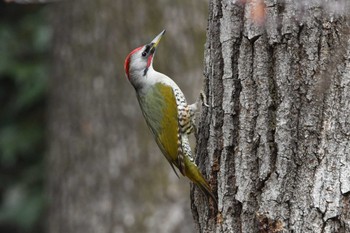 Japanese Green Woodpecker Hikarigaoka Park Fri, 2/2/2024