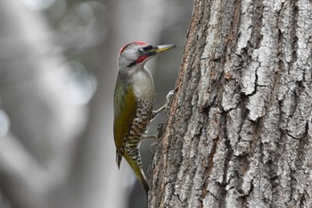 Japanese Green Woodpecker Hikarigaoka Park Fri, 2/2/2024