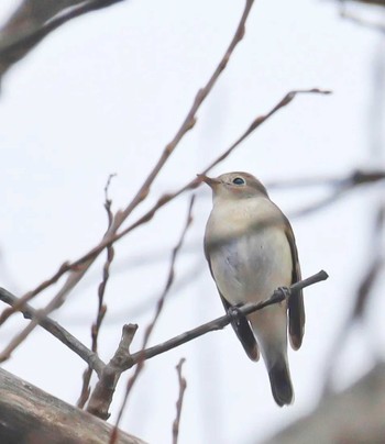 Red-breasted Flycatcher 小網代の森 Thu, 2/1/2024