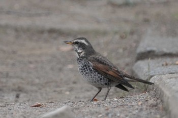 Dusky Thrush 浅川 Thu, 2/1/2024