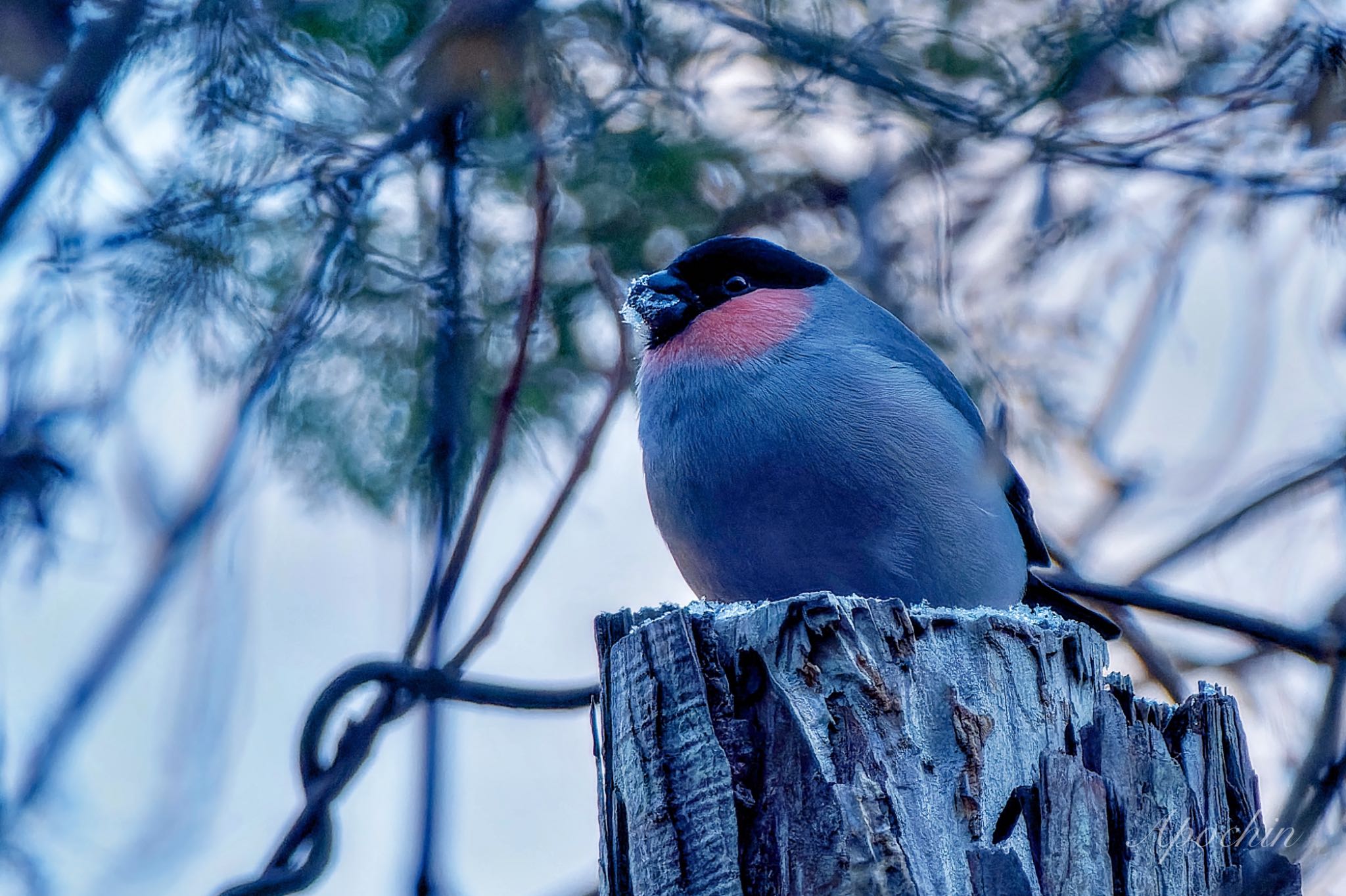 Eurasian Bullfinch