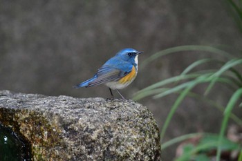 Red-flanked Bluetail Yatoyama Park Fri, 2/2/2024