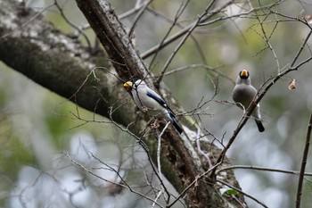 イカル 座間谷戸山公園 2024年2月2日(金)