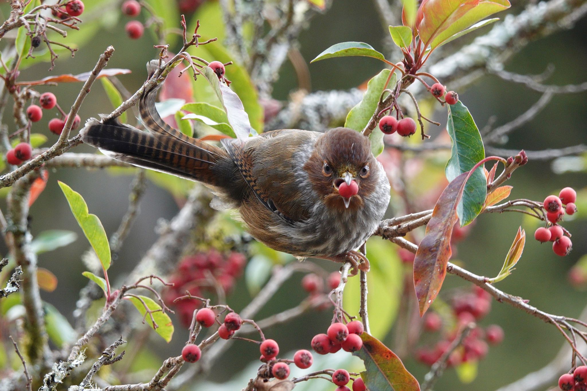 Taiwan Barwing