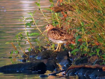 Latham's Snipe Centennial Park (Sydney) Fri, 2/2/2024