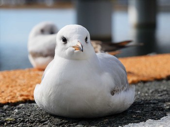 Black-headed Gull 浜名湖佐久米駅(静岡県) Tue, 12/12/2023