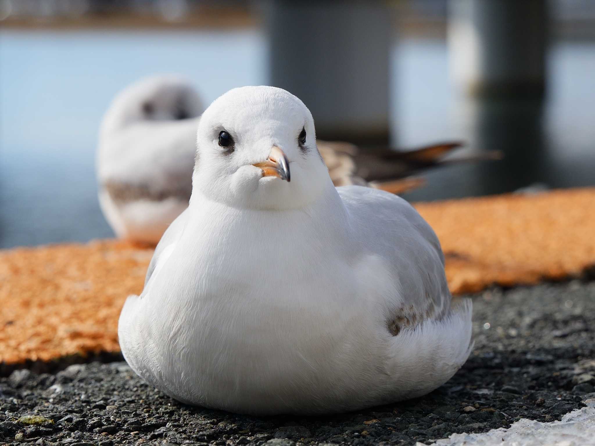 Photo of Black-headed Gull at 浜名湖佐久米駅(静岡県) by ヒラメちゃん